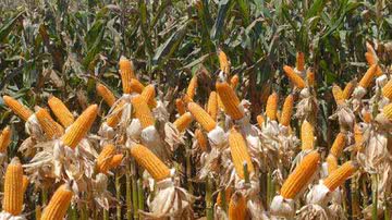 Elza Fiúza/Agência Brasil