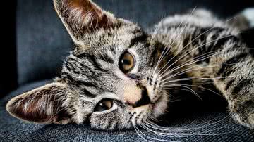 Reprodução/Pixabay