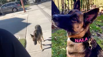 Reprodução/Instagram @karen_and_queen_nala