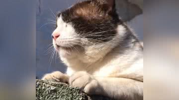 Reprodução/TikTok @mari_ponntes