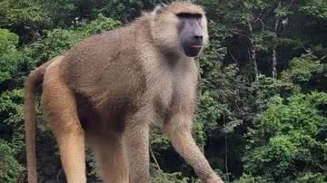 Divulgação/Prefeitura de Goiânia