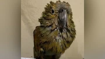 Reprodução/TikTok @suziannychavesblans