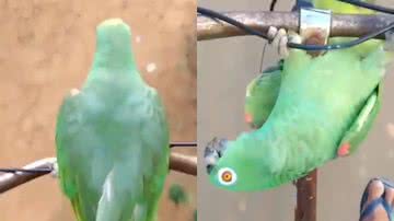 Reprodução/Instagram @catioro.reflexivo