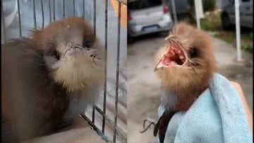 Reprodução/TikTok @brunosaraiva99