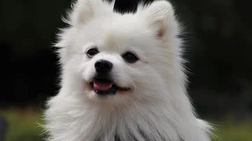 Ilustrativa / Pixabay