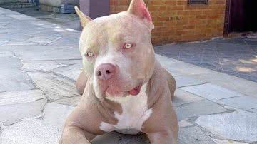 Reprodução/Instagram @pandorabullyrj