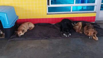 Reprodução / Instagram @nos.de.trailer