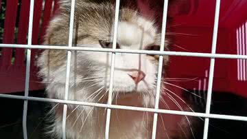 Divulgação/NetAP - Rede de Proteção Animal