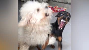 Reprodução/TikTok @thayanebarros973