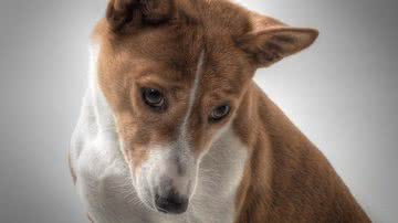 Reprodução/Pixabay