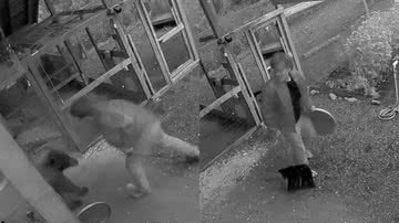 Imagem Tutor se arrisca e dá tapa em urso para salvar cachorro de estimação; assista