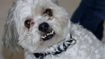 Reprodução/Pixabay