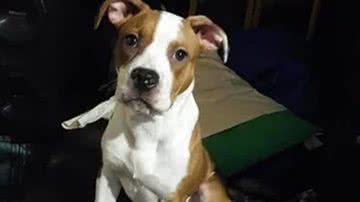 Reprodução/Reddit @waynejetski96