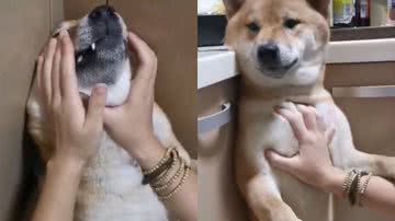 Reprodução/TikTok @redamancy653