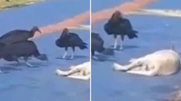 Reprodução/TikTok @danysantos1706