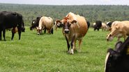 Agroindústria - Manu Dias/GOVBA