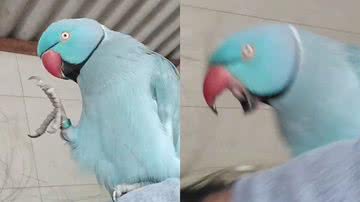 Reprodução/Instagram @mingauringneck