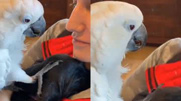 Reprodução/TikTok @lucioyoshida