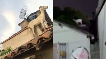 Divulgação/Corpo de bombeiros