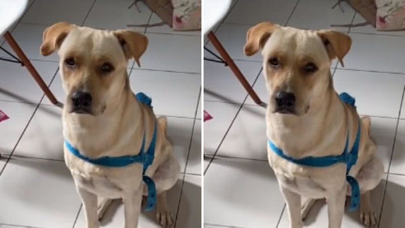 Reprodução / TikTok