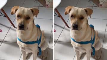 Reprodução / TikTok
