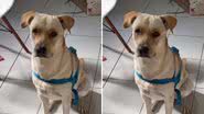 Reprodução / TikTok