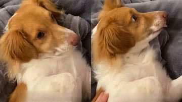 Reprodução/TikTok @joey_viralata