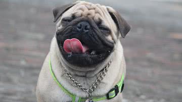 Madhurima Handa por Pixabay