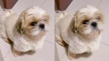 Reprodução/TikTok @doguinhochiquinho