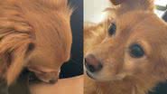 Reprodução/TikTok @analabolita