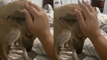 Cachorro se disfarça de planta e arranca risadas de internautas
