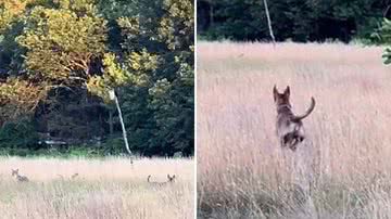 Reprodução / TikTok