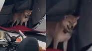Reprodução / TikTok