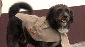 Foto: NSC TV/Reprodução