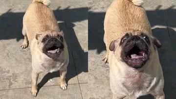 Reprodução/TikTok @greiices