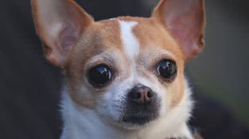 Manfred Richter por Pixabay