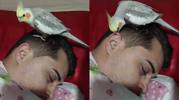 Reprodução/TikTok @ariel_calopsit