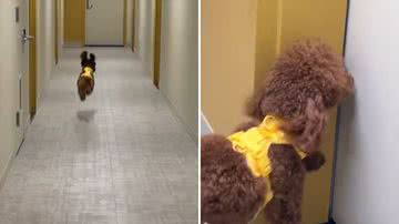 Reprodução / TikTok