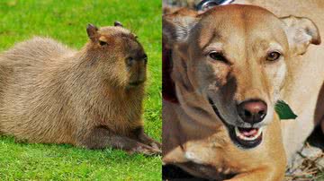 Reprodução/Pixabay