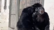 Reprodução / Youtube / Save The Chimps