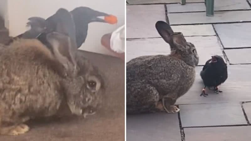 Reprodução / TikTok