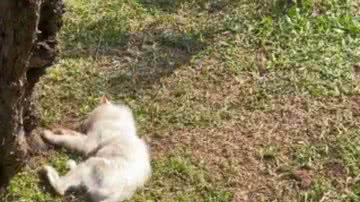 Reprodução//TikTok @miauzinhothecat