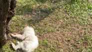 Reprodução//TikTok @miauzinhothecat