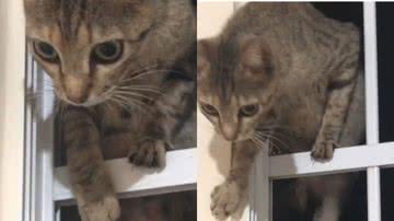 Reprodução // TikTok @hillarybeckerr