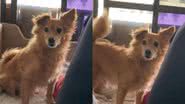 Reprodução//TikTok @anablblt