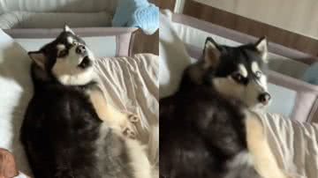 Reprodução//TikTok @duardazampieri