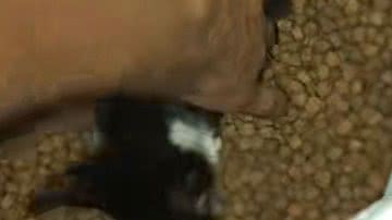 Reprodução//TikTok @nanagomees1