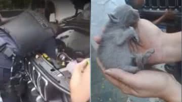 Reprodução//Vídeo