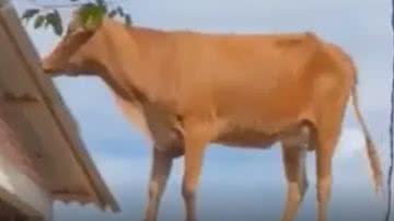 Reprodução / Vídeo