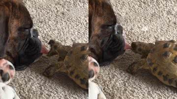 Reprodução/TikTok @oliviamacaca